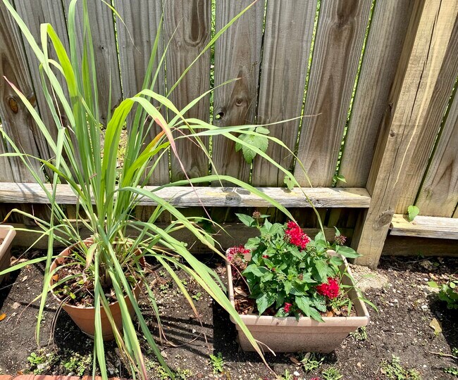 Lemon Gr, Pentas, Rosemary, Lilies - 812 Branard St