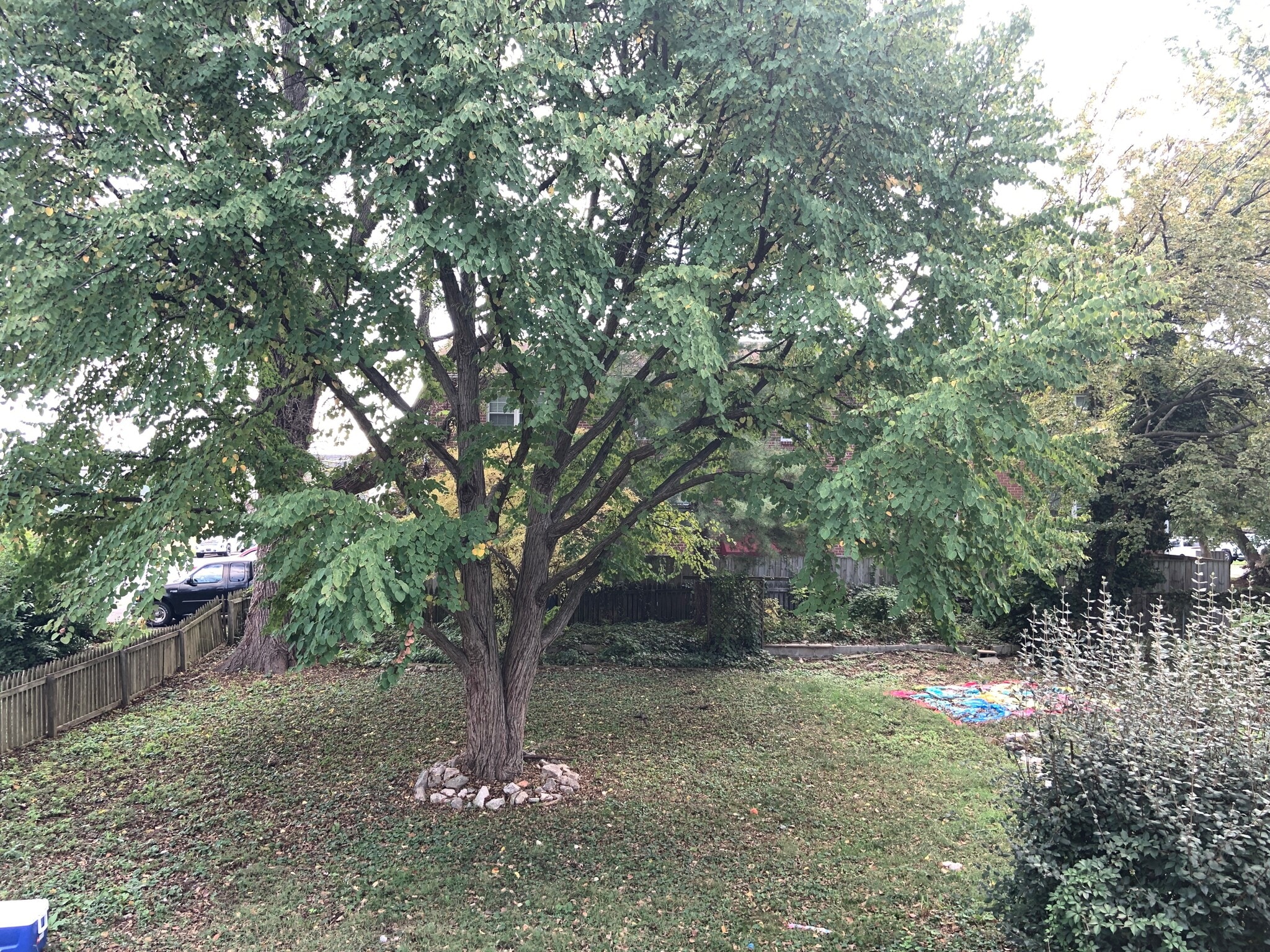 back yard - 401 S Washington St