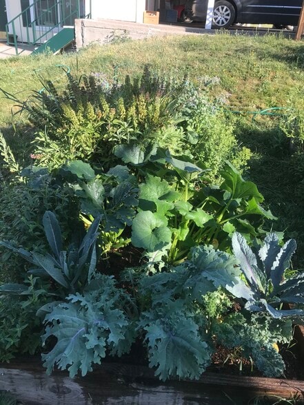 Organic garden - 630 Chestnut St