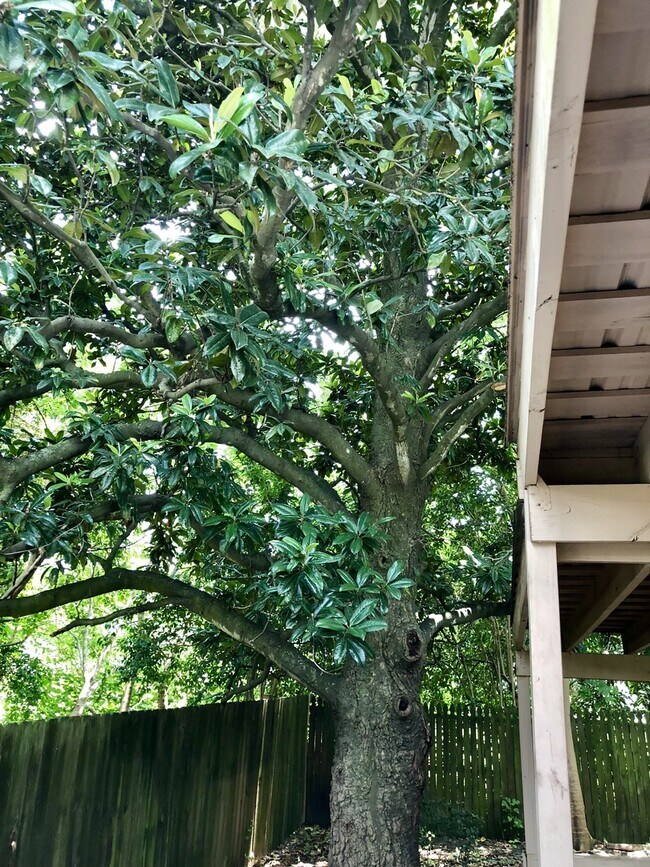 Building Photo - 3br/2ba cottage by LSU with all new appl, 2nd house from River Road