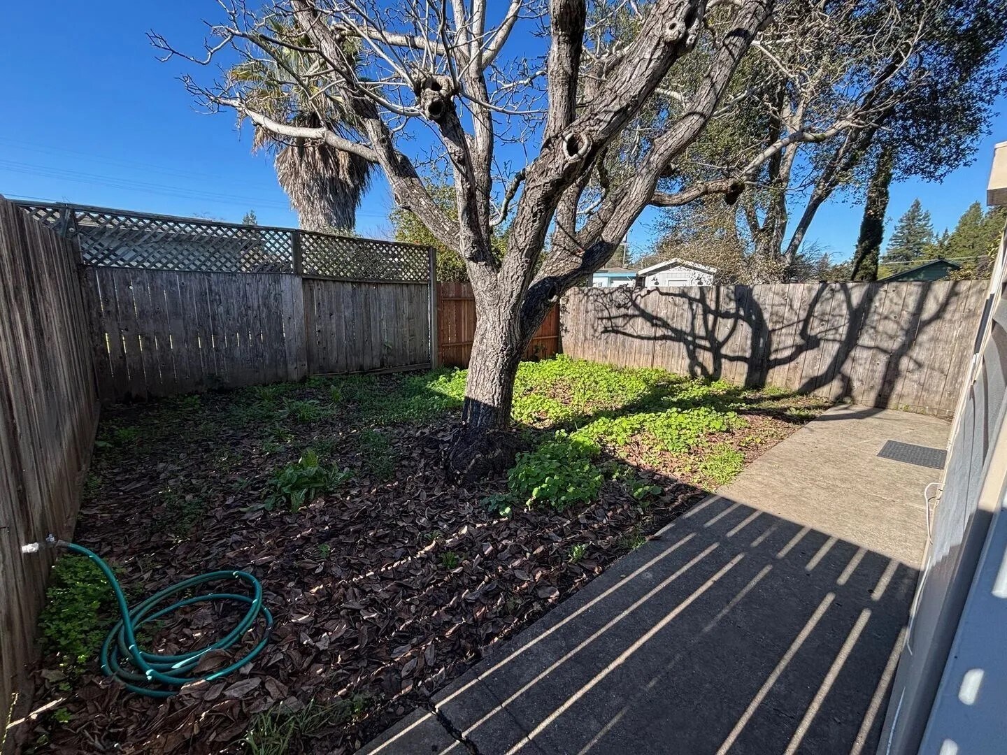 Back yard - 731 Brigham Ave