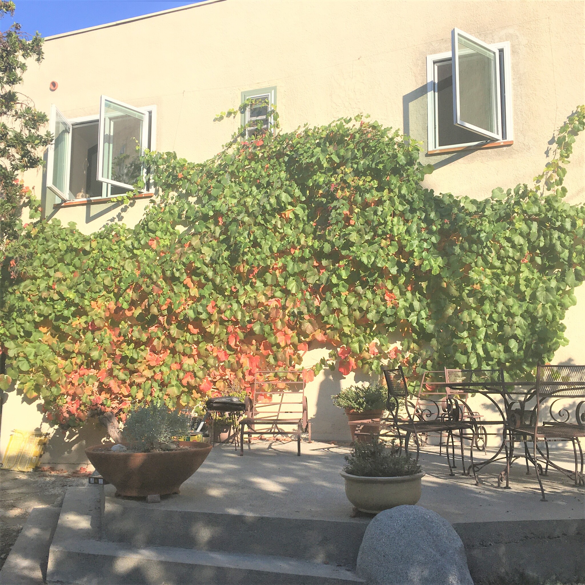 Grape on back (west) wall of house - 125 Brocadero Pl