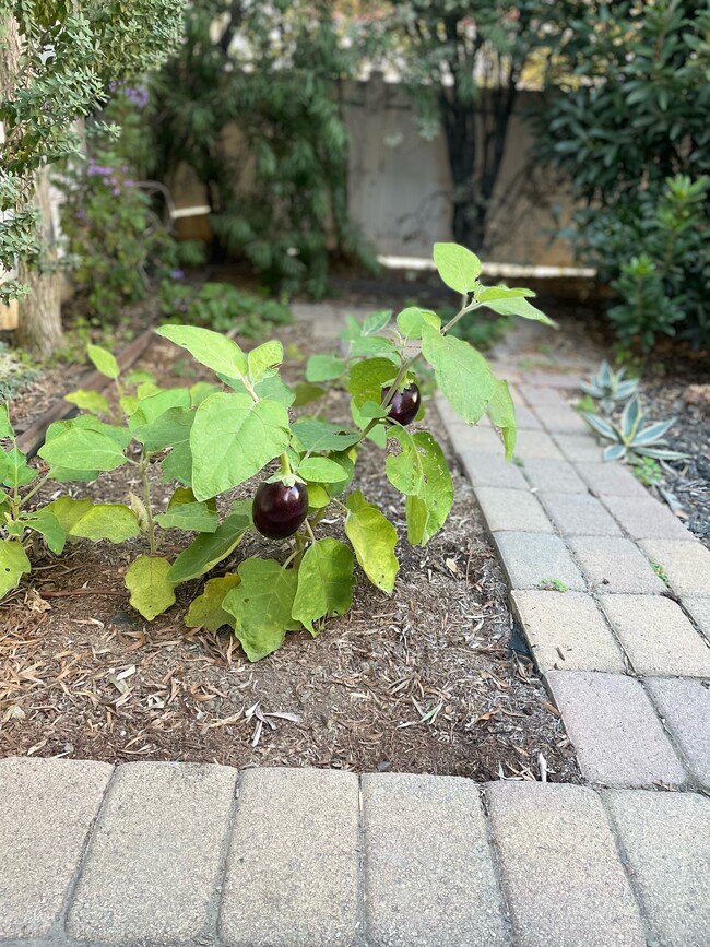 growing garden - 13380 Beach Ave