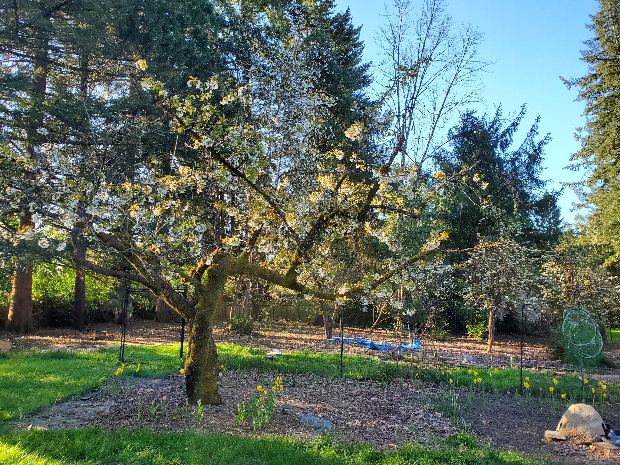 Back yard - 920 SW Stephenson Ct