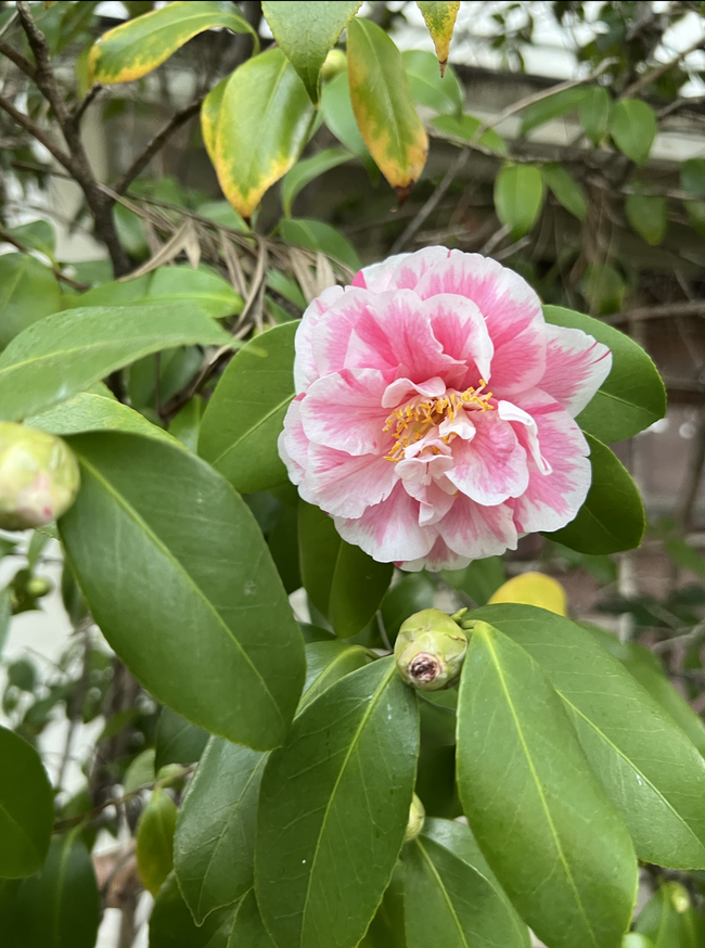 Garden Flowers - 5115 Coldwater Canyon Ave