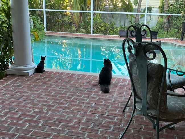 View of pool - 822 S Edison Ave