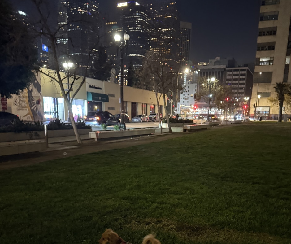 Night dog walks are safe and gorgeous! - 108 W 2nd St