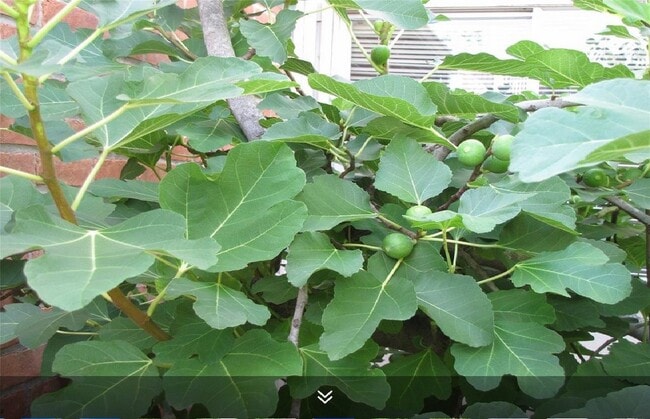 Building Photo - 11423 Wickersham Ln