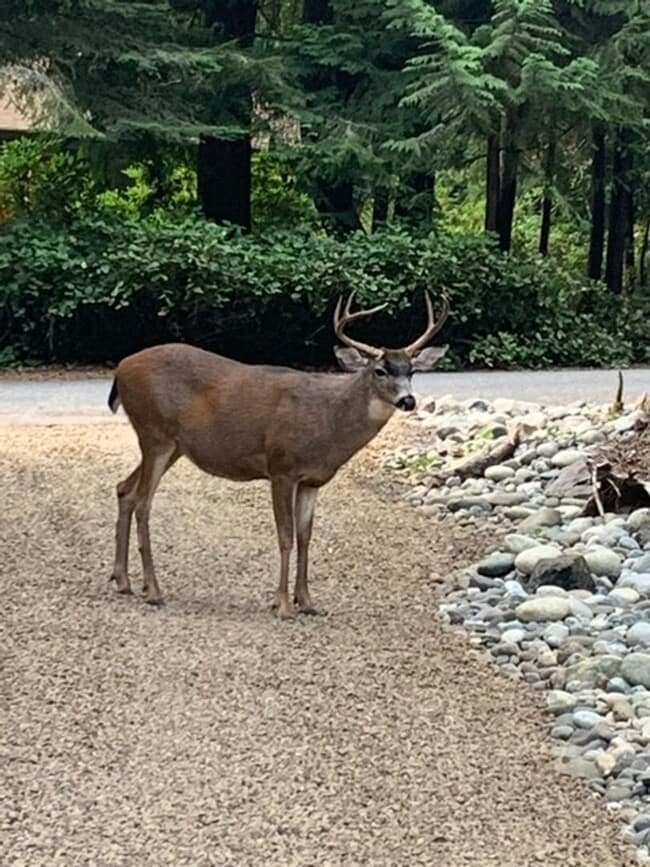 Building Photo - 392 Buck Loop Rd