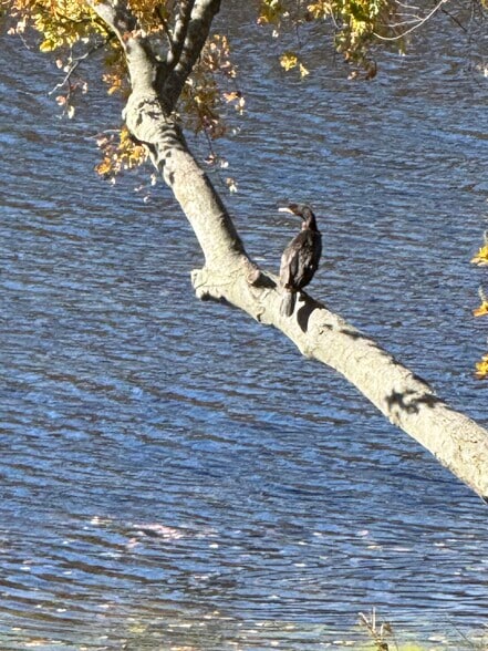 … nature abounds … - 472 Yaphank Middle Island Rd