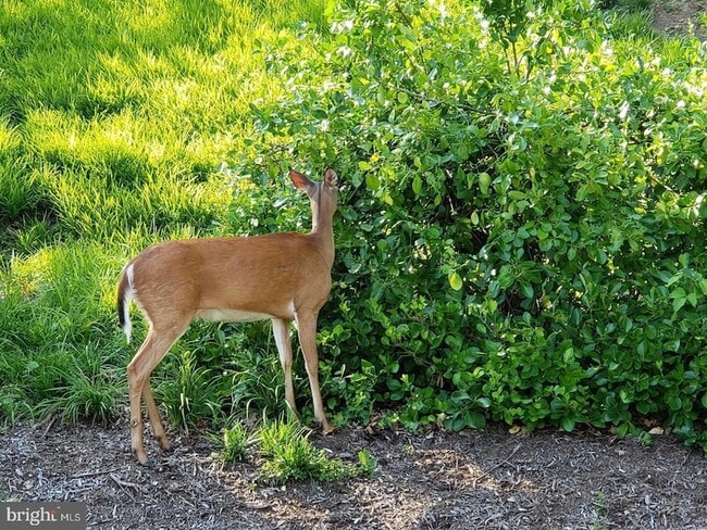 Building Photo - 5903 Mt Eagle Dr