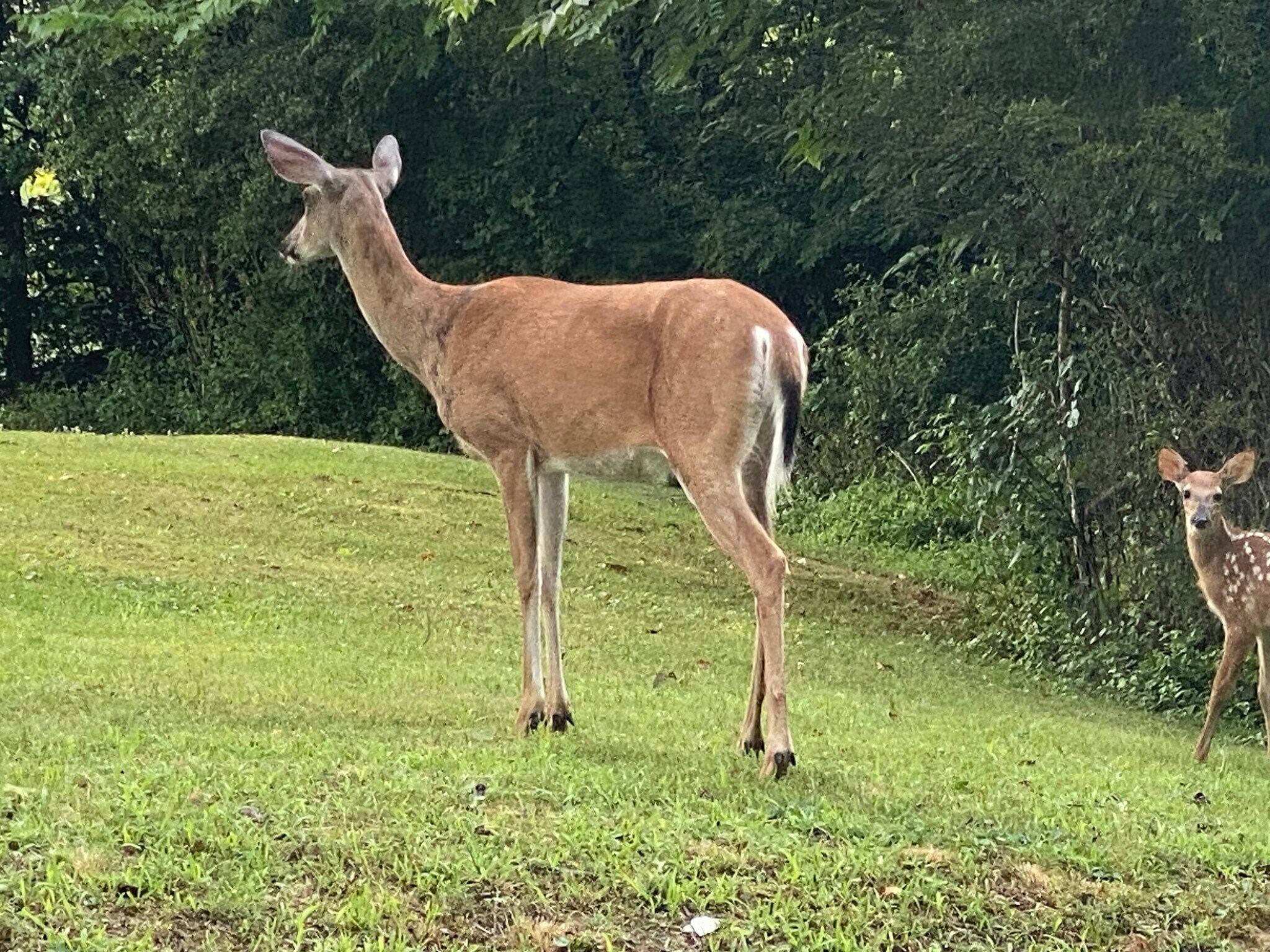 Building Photo - 817 Elysian Ave