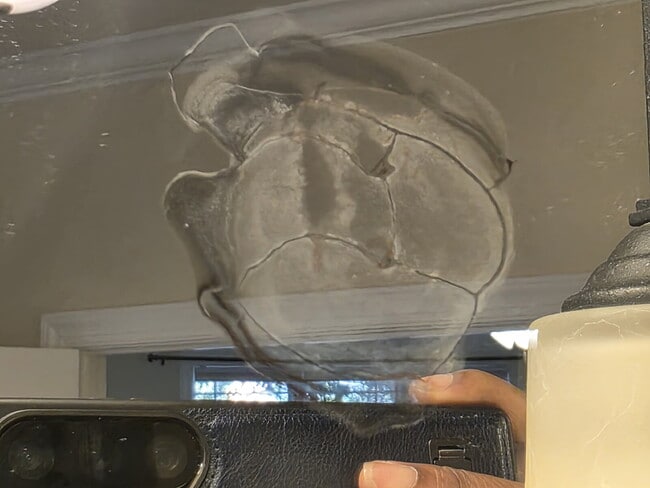 Building Photo - Spacious 4-Bedroom Home for Rent in Kings ...