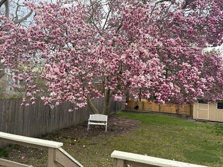 Magnificent magnolia tree in bloom - 24 Front St