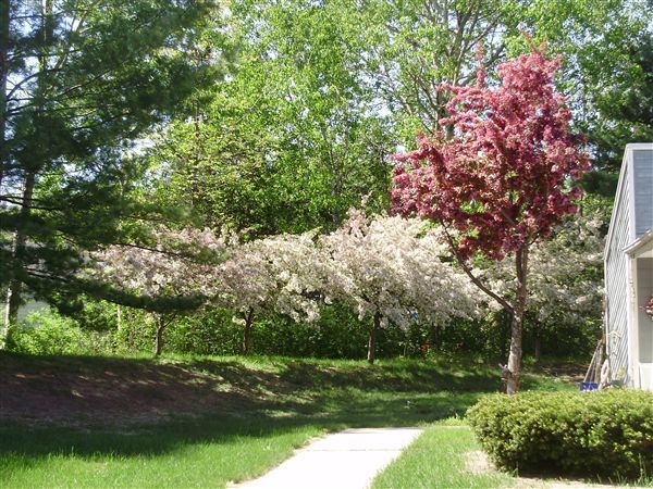 Building Photo - 500 Windmere Pines Ct