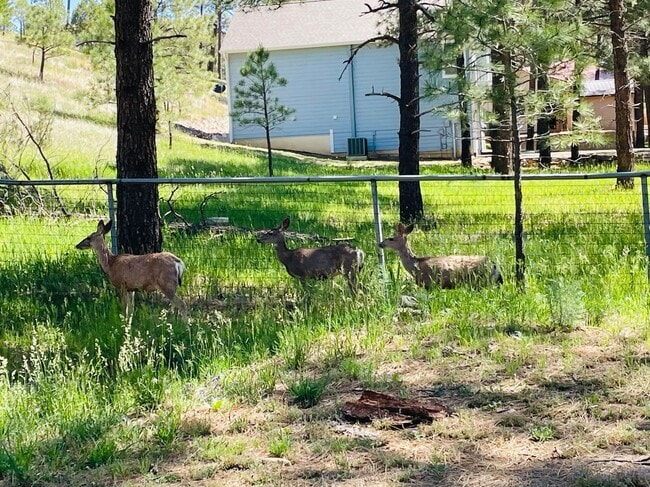 Building Photo - 213 White Mountain Meadows Dr