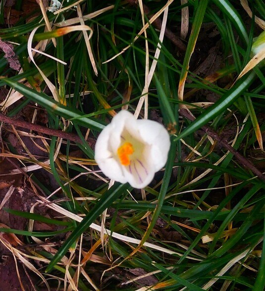Lonely Crocus - Early Spring - 1833 NE 52nd Ave