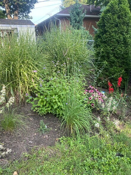 Native garden midsummer - 253 Jefferson St