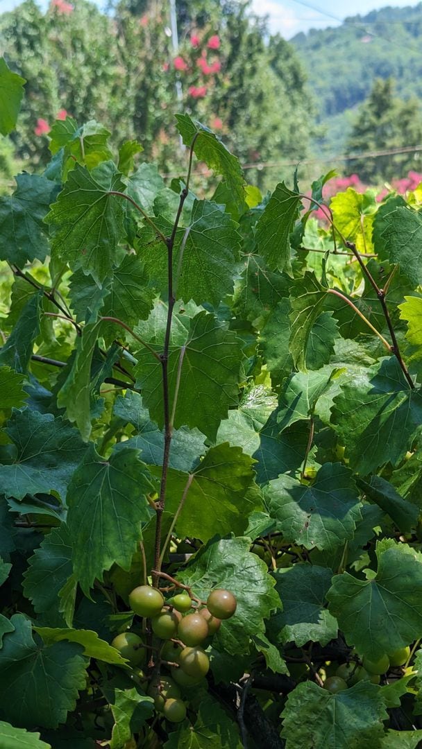 Building Photo - 2/2 Mtn Top Getaway - Huge Screened Porch w/ Stone Fireplace