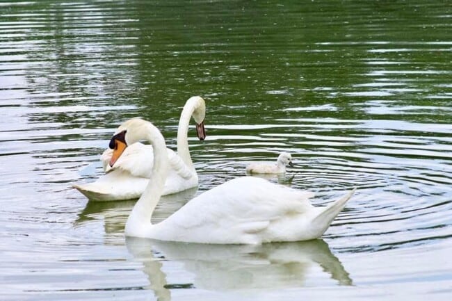 Building Photo - 5520 NW 26th Ln