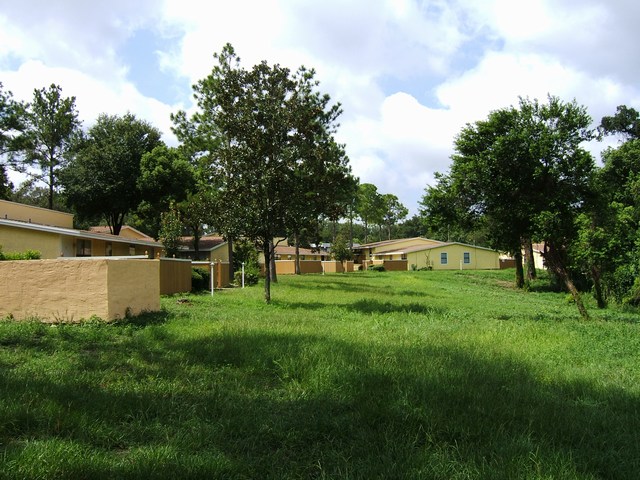 Landscape - Laurel Oaks