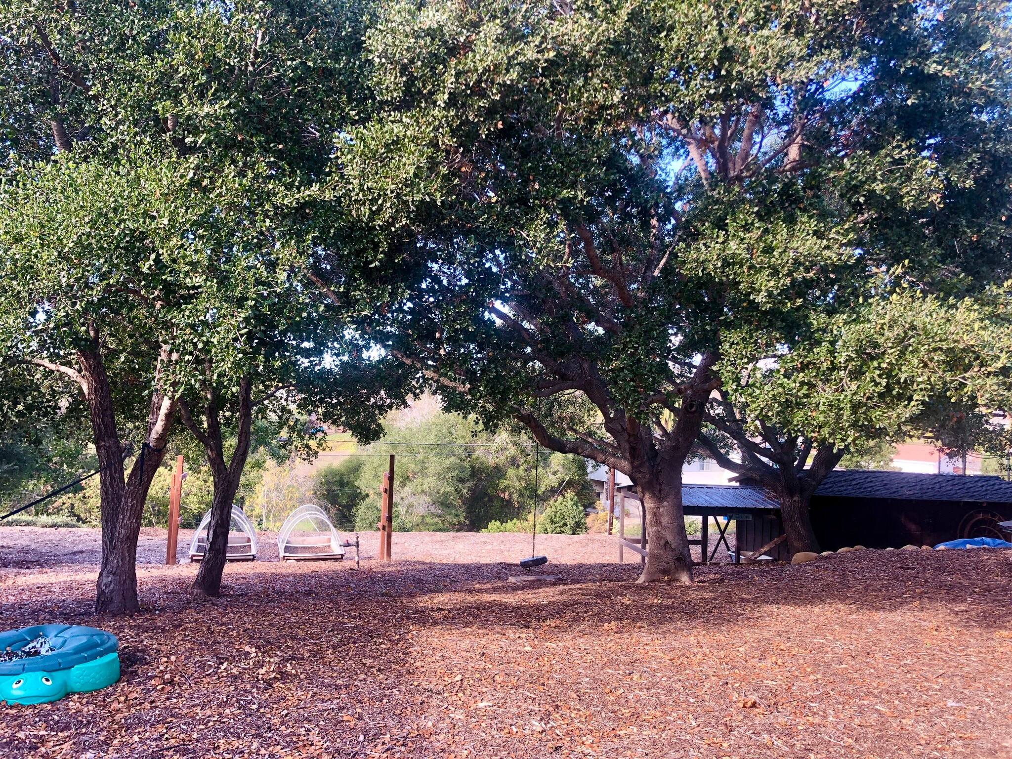Backyard - 880 Cambridge Dr
