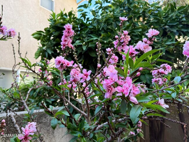 Building Photo - 30808 Calaise Ct