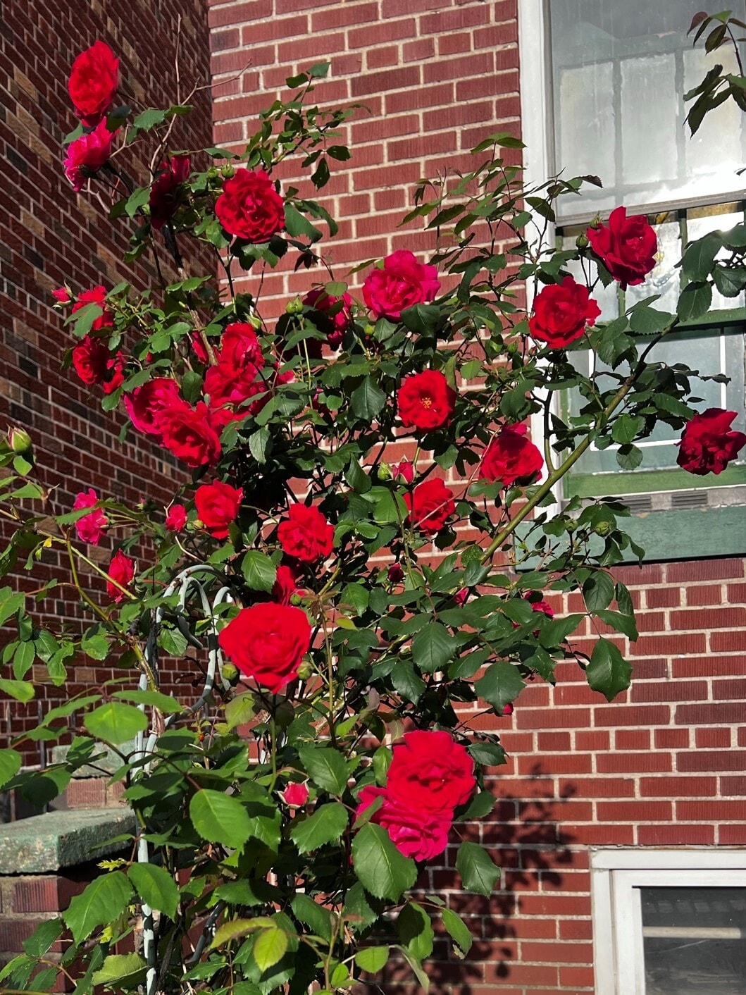 Front Garden Rose - 3745 59th St