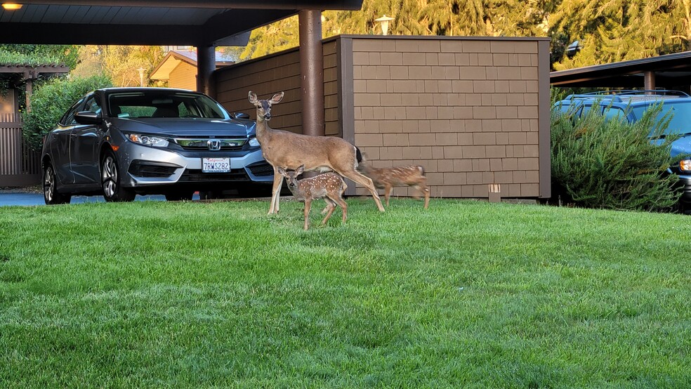 View from the carport parking place. - 72 Surrey Ln