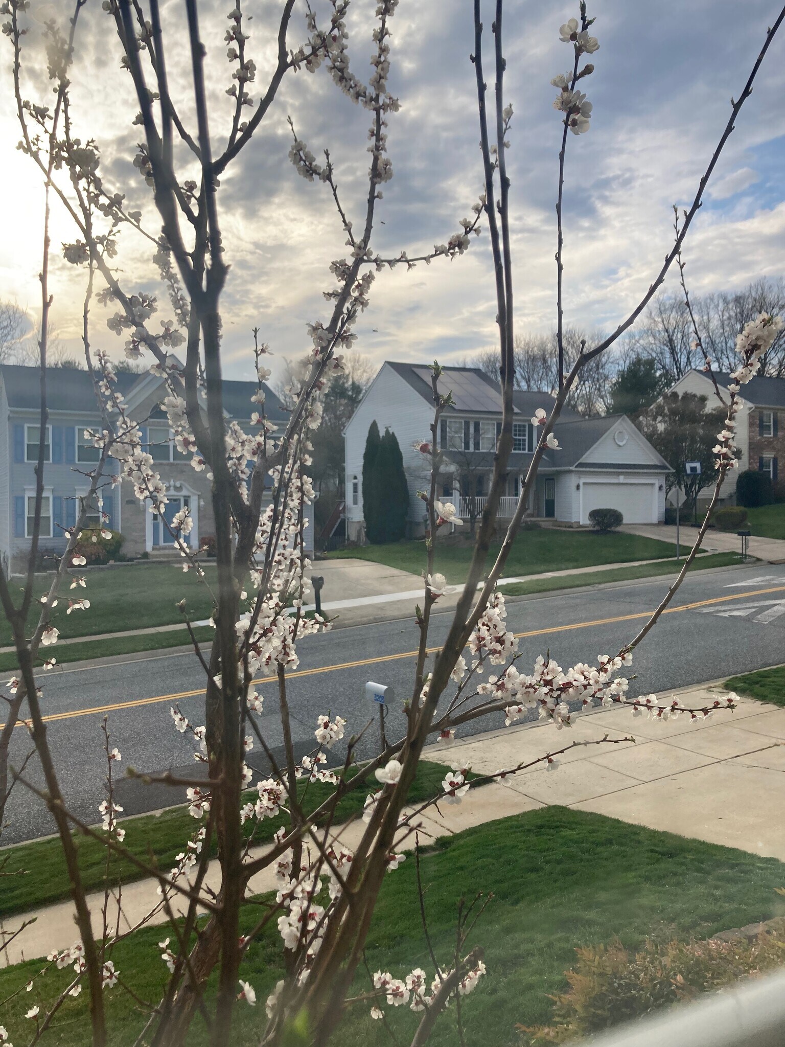 Building Photo - 3203 Trellis Ln