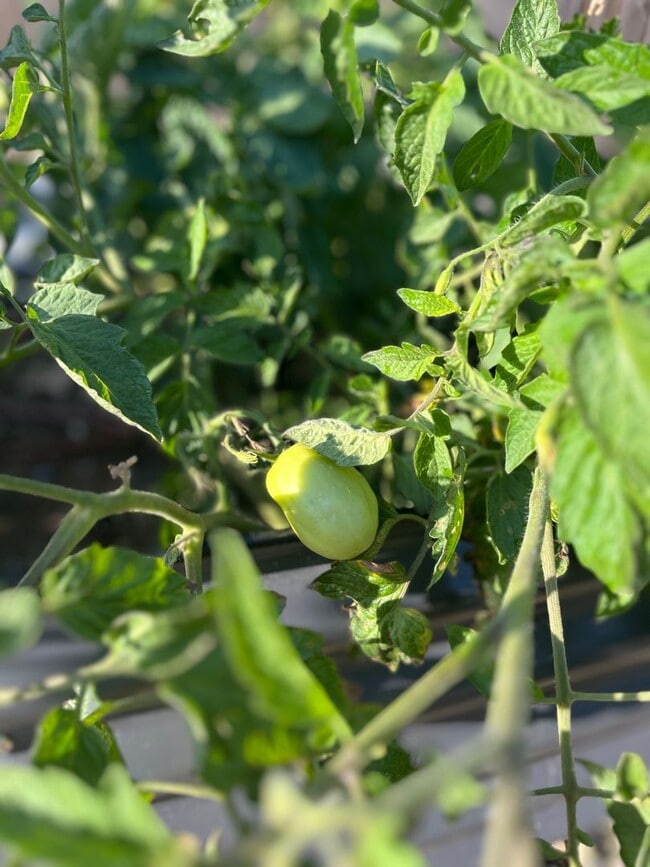 Building Photo - Karin's Kottage-New 2 Bedroom/2 Bath Furnished or Unfurnished Oasis for Lease