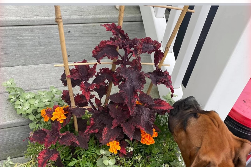 Building Photo - 26B Rochester St