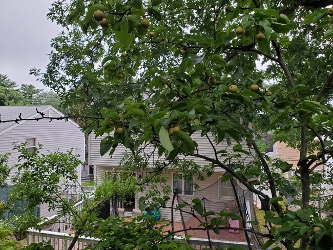 Backyard - 118 Montclair Ave