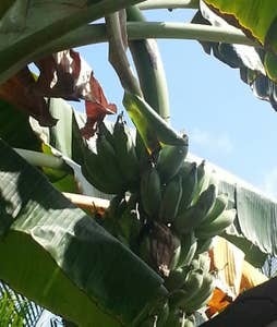 Apple & Ice Cream Bananas in Yard - 47-337 Mahakea Rd