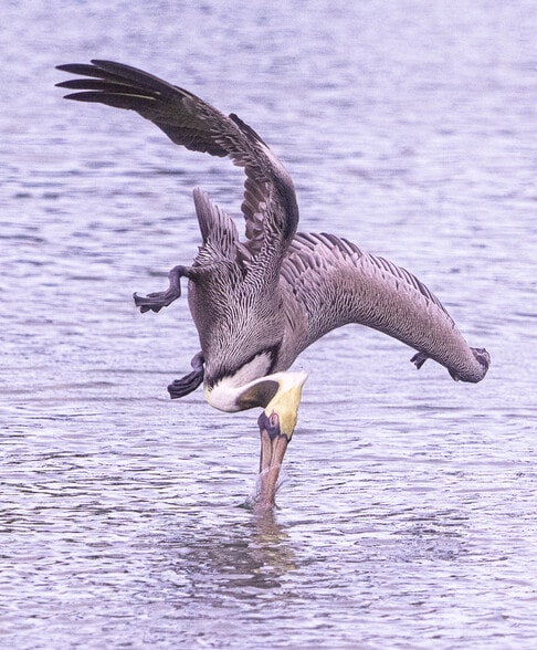 Activity out back - 7882 Sailboat Key Blvd S