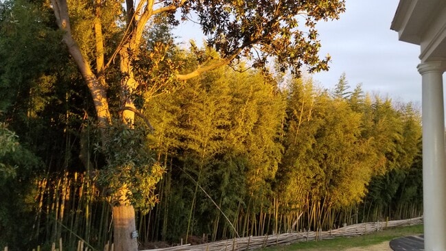 bamboo forest - 2112 Monteiro Ave