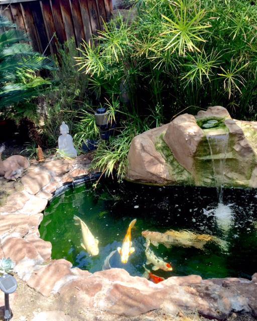 Koi Pond - 3287 Ruffino Ln