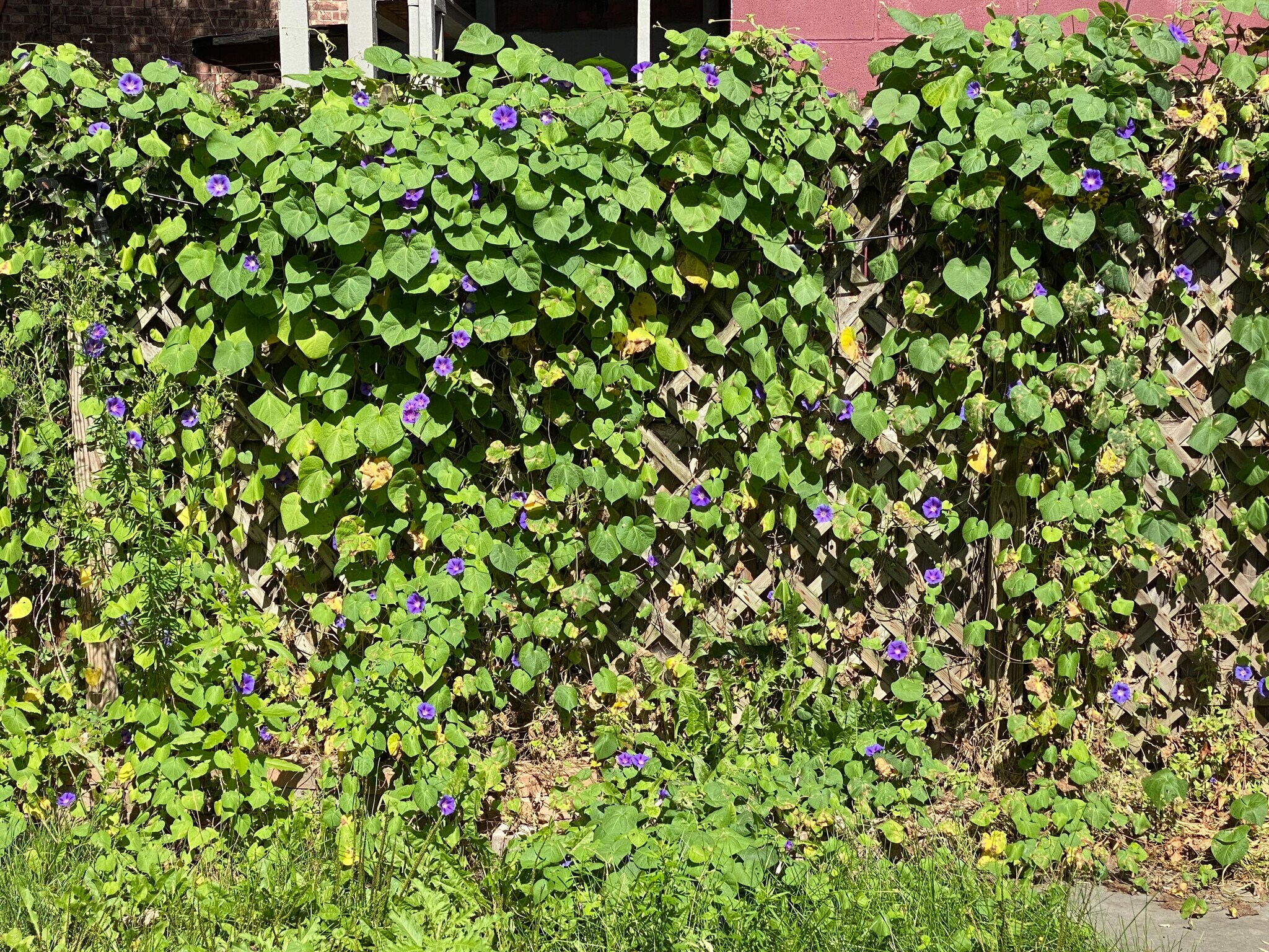 Backyard flowers - 366 Hudson Ave