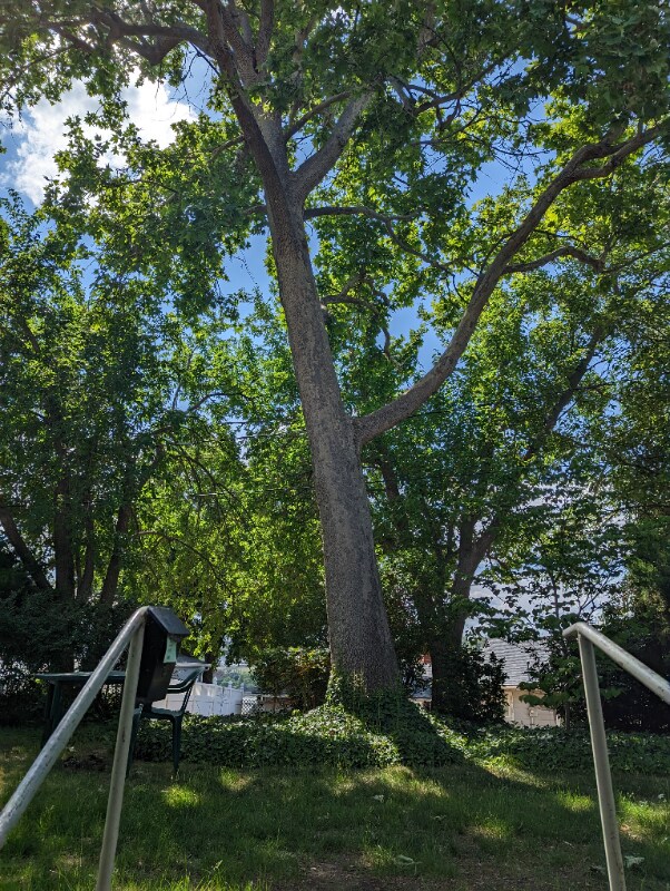 Building Photo - 131 W 19th Ave