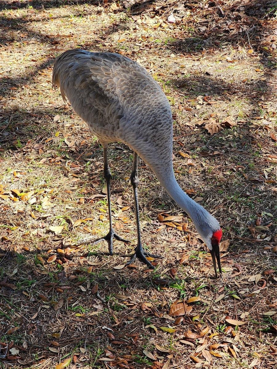 Building Photo - 2033 Quintilis Ct