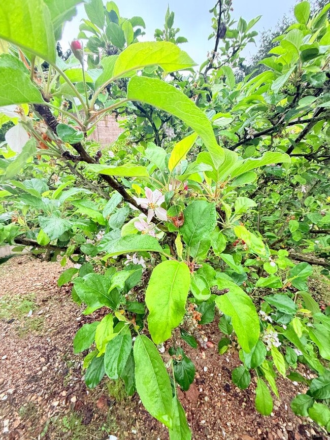 Building Photo - Pet-Friendly 2-Bedroom ADU in Orcutt – Utilities Included & Section 8 Welcome!