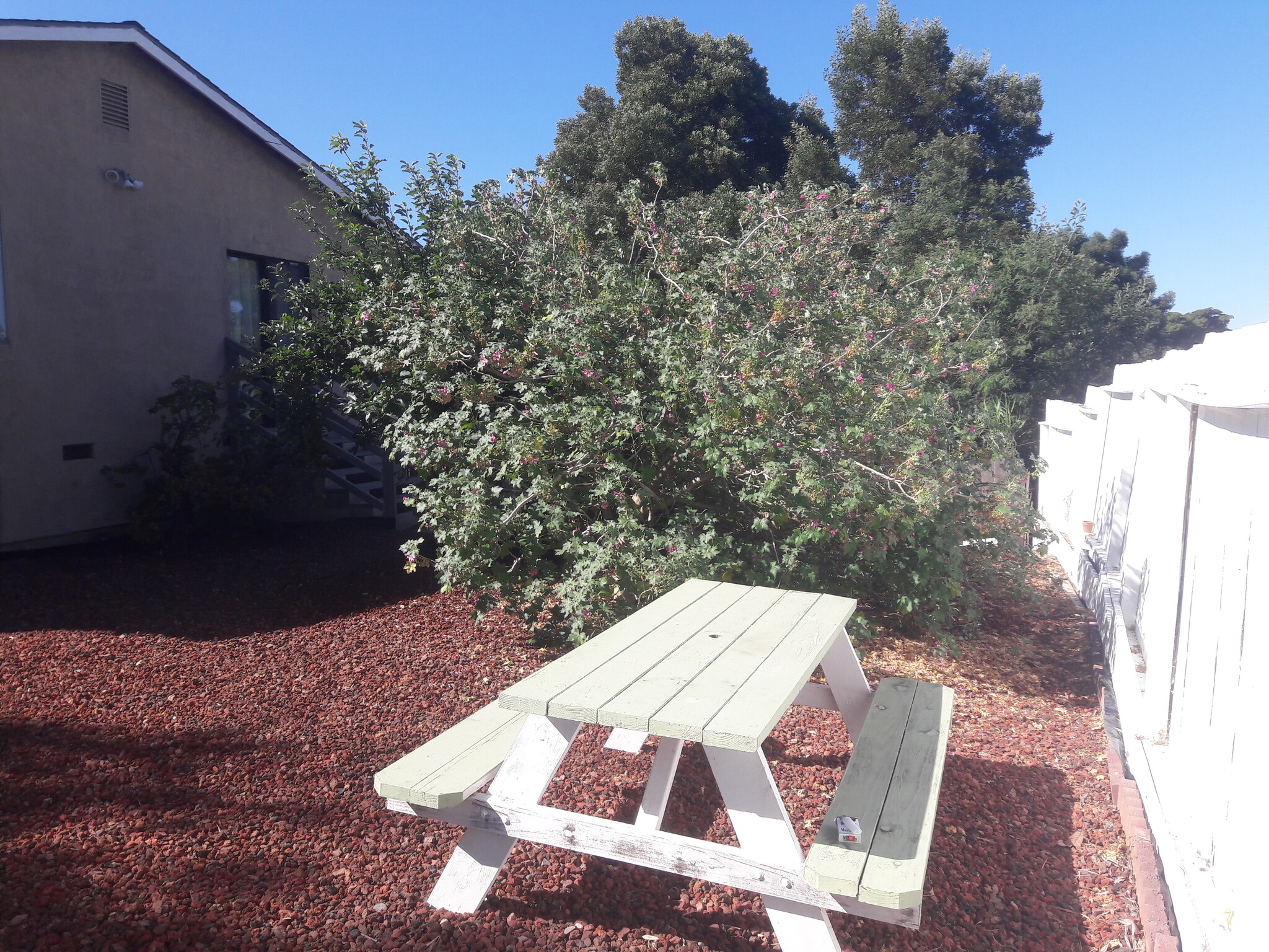 Backyard Picnic Table - 50 La Cruz Ave