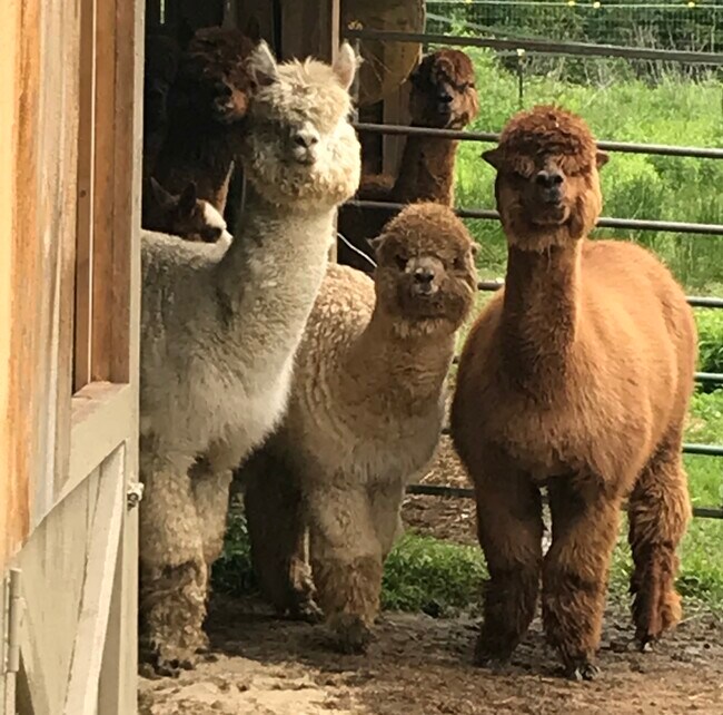 Alpaca Farm - 45 Allens Ln