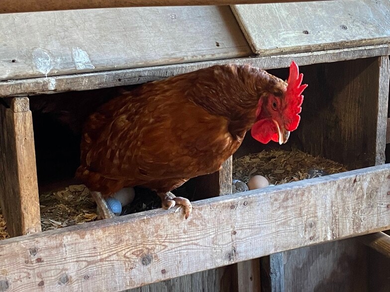Fresh eggs - 525 N Dietrich Rd