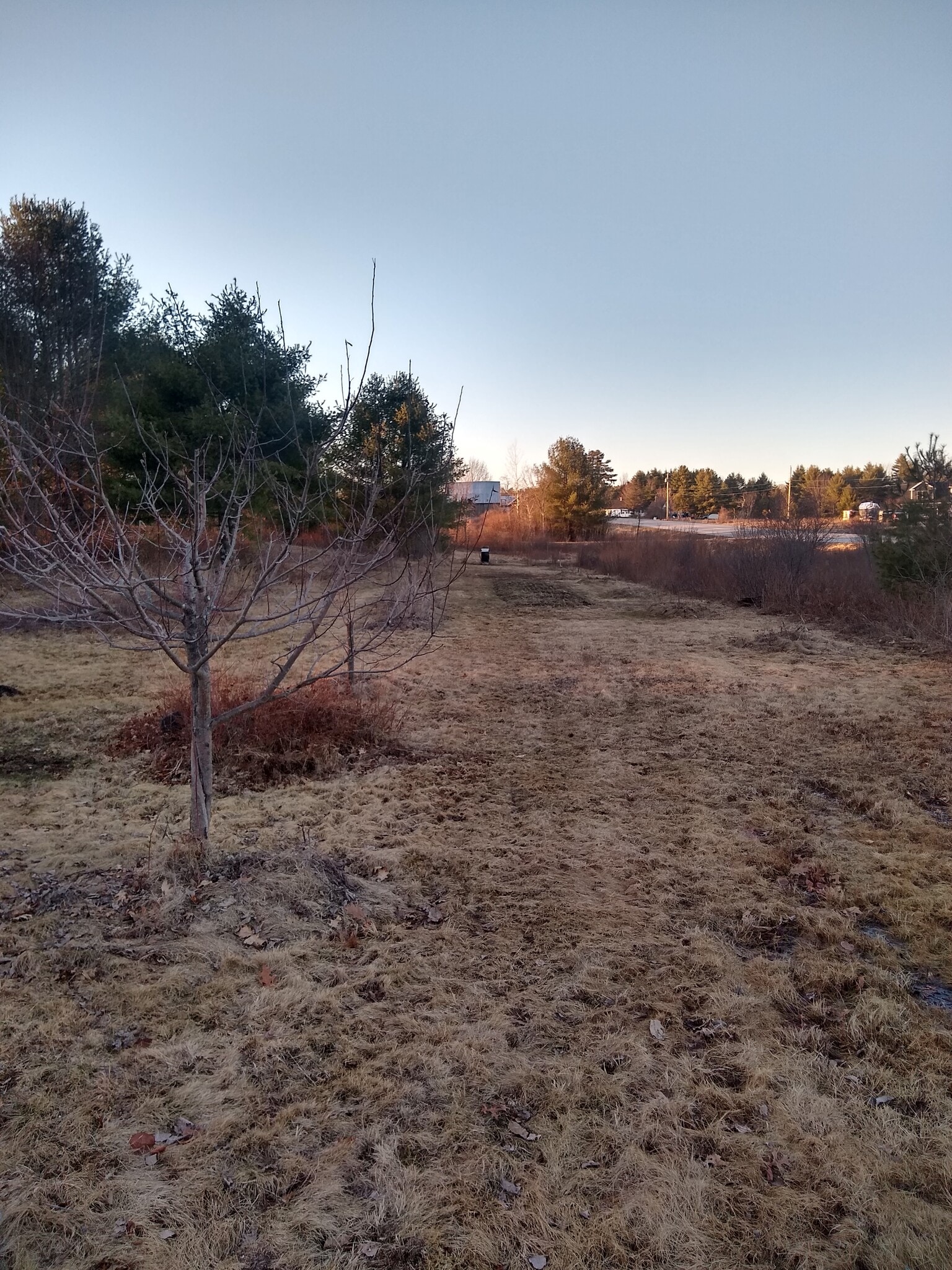 Outside: Fruit Trees & Garden - 1 Chloe Dr