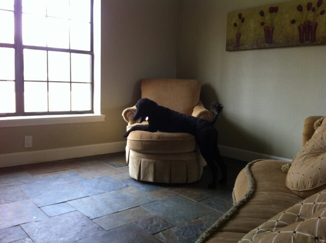 Building Photo - 3/2/2 Fenced yard, gunite pool and spa