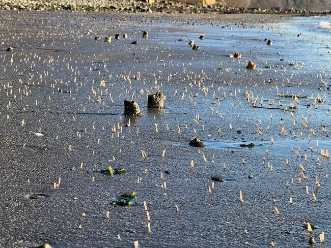 Building Photo - 22985 Marine View Dr S