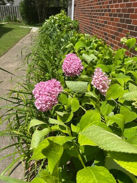 Flower beds - 116 Cambridge Place Dr