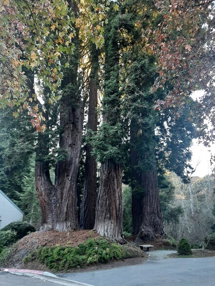 Entrance to Nisene Marks Park - 321 Village Creek Rd