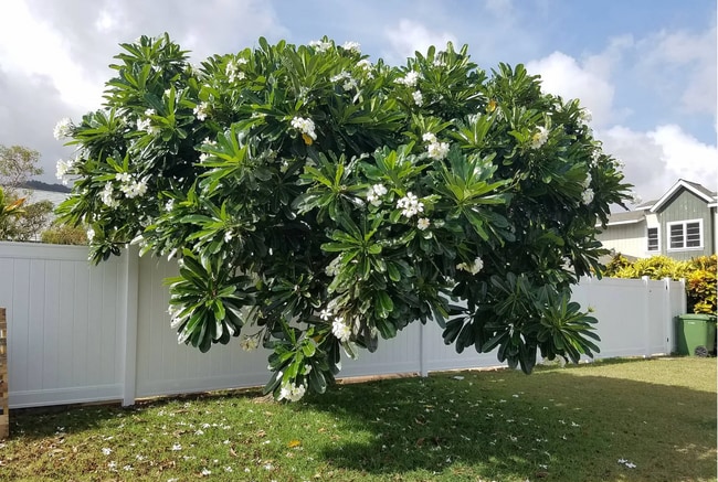 Building Photo - Three bedroom, Two Bath Single Family Home in the Kuliouou-Kalani Iki Neighborhood!